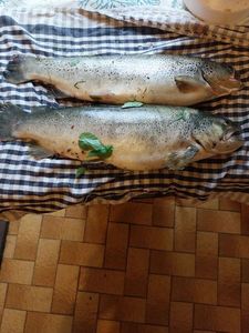 Brown Trout