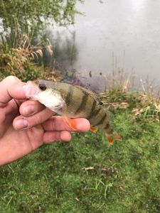 European Perch