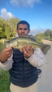 Largemouth Bass