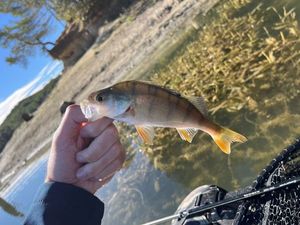 European Perch