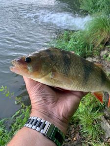 Yellow Perch