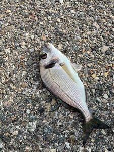 Gilthead Seabream