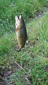 Brown Trout