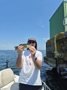 Largemouth Bass
