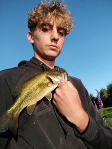 Largemouth Bass