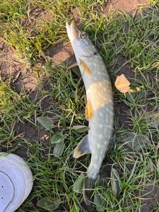 Northern Pike