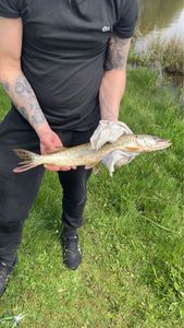 Northern Pike