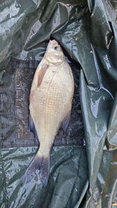 Common Bream