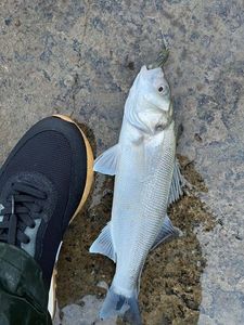 European Bass (Seabass)