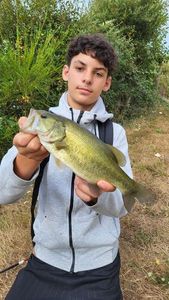 Largemouth Bass