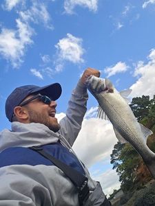 European Bass (Seabass)