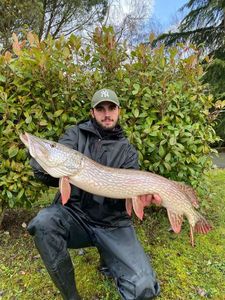 Northern Pike