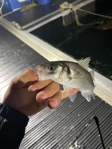 European Bass (Seabass)