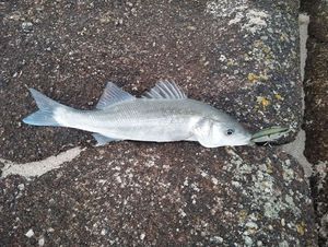 European Bass (Seabass)