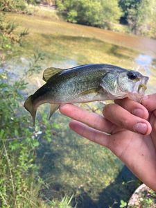 Smallmouth Bass