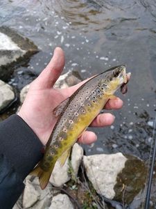 Brown Trout