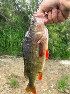 European Perch