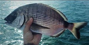 White Seabream