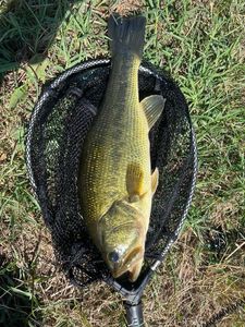 Largemouth Bass