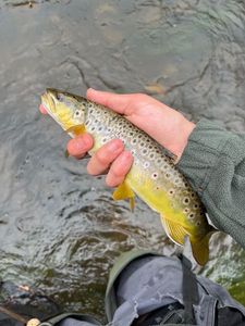 Brown Trout