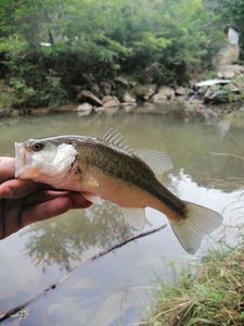 Largemouth Bass