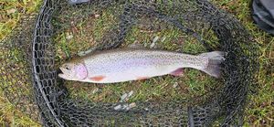 Rainbow Trout