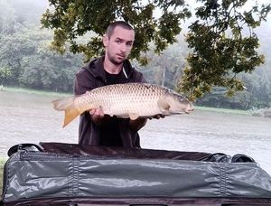 Common Carp