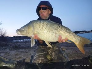 Common Carp