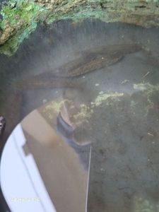 Gudgeon