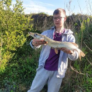 Northern Pike