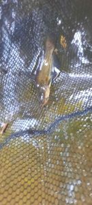 Black Bullhead