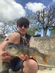 European Perch