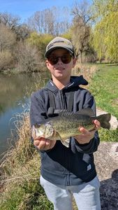 Largemouth Bass