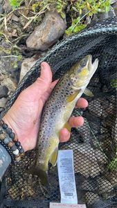 Brown Trout