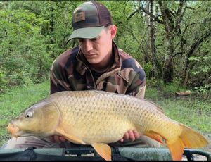 Common Carp
