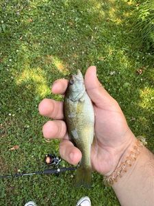 Largemouth Bass