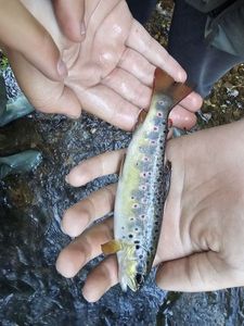 Brown Trout