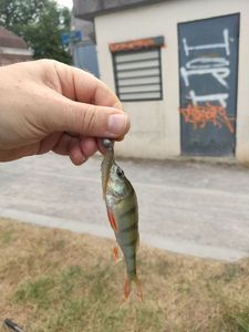 European Perch