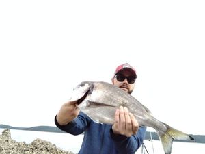 Gilthead Seabream