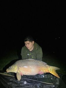 Mirror Carp