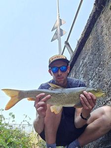 Barbel