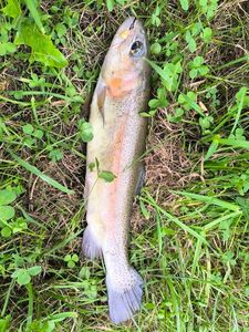 Rainbow Trout