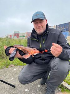 Grey Gurnard
