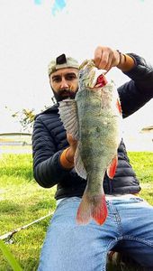 European Perch
