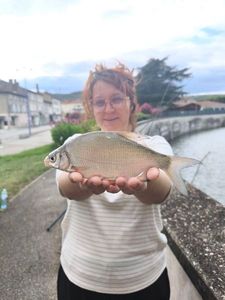 Common Bream