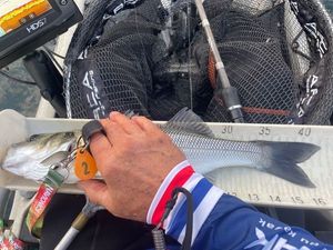 European Bass (Seabass)