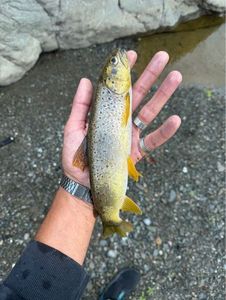 Brown Trout