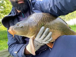 Common Carp