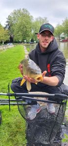 Common Carp