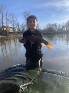 Mirror Carp